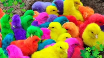Rainbow Animals: The Cutest Burst of Colors!